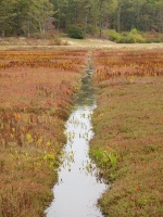 Cranberry Bog IMG 4209